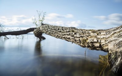 Question of the month: A tree fell in the lake. What should I do?